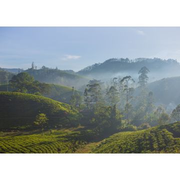 Lais Puzzle - Schöne grüne Teeplantage in Sri Lanka - 1.000 Teile