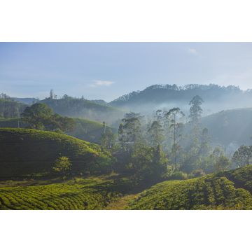 Lais Puzzle - Schöne grüne Teeplantage in Sri Lanka - 2.000 Teile