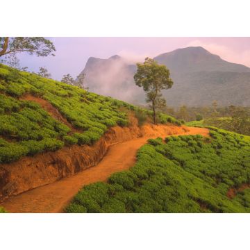 Lais Puzzle - Landschaftliche Ansicht des srilankischen Hügellandes und der terrassierten Teeplantage im Dorf Nuwara Eliya, Sri Lanka, mit einem dramatischen, farbenfrohen Sonnenuntergang oder Sonnenaufgang am Himmel - 1.000 Teile