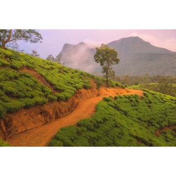 Lais Puzzle - Landschaftliche Ansicht des srilankischen Hügellandes und der terrassierten Teeplantage im Dorf Nuwara Eliya, Sri Lanka, mit einem dramatischen, farbenfrohen Sonnenuntergang oder Sonnenaufgang am Himmel - 2.000 Teile