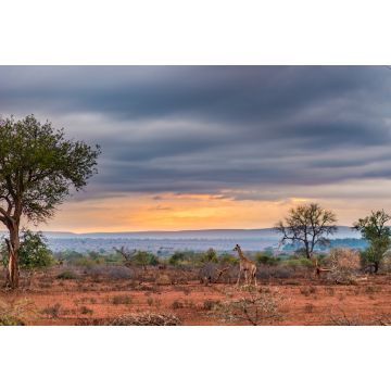 Lais Puzzle - Goldener Sonnenaufgang im afrikanischen Busch. Giraffe beim Spaziergang in wunderschöner Landschaft und dramatisch buntem Himmel. Krüger-Nationalpark, berühmtes Reiseziel in Südafrika - 2.000 Teile