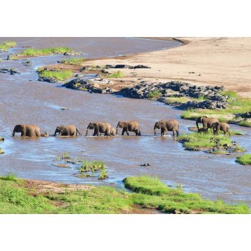 Lais Puzzle - Elefant beim Überqueren des Olifant-Flusses im Krüger-Nationalpark in Südafrika - 1.000 Teile