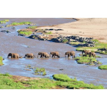 Lais Puzzle - Elefant beim Überqueren des Olifant-Flusses im Krüger-Nationalpark in Südafrika - 2.000 Teile