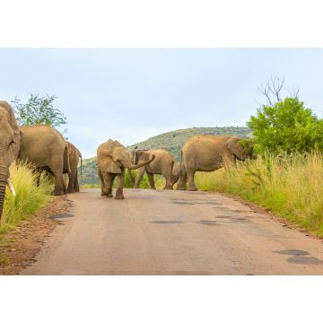Lais Puzzle - Elefanten (Loxodonta Africana) auf der Straße im Pilanesberg National Park, Südafrika - 1.000 Teile