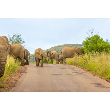 Lais Puzzle - Elefanten (Loxodonta Africana) auf der Straße im Pilanesberg National Park, Südafrika - 2.000 Teile