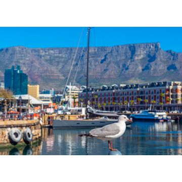 Lais Puzzle - Möwe im Hafen von Kapstadt mit dem Tafelberg im Hintergrund, Kapstadt Stadt, Südafrika - 1.000 Teile