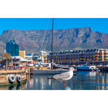 Lais Puzzle - Möwe im Hafen von Kapstadt mit dem Tafelberg im Hintergrund, Kapstadt Stadt, Südafrika - 2.000 Teile