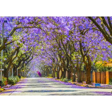 Lais Puzzle - Violettblaue Jacaranda mimosifolia blüht in Johannesburg und Pretoria im Frühling im Oktober in Südafrika - 1.000 Teile