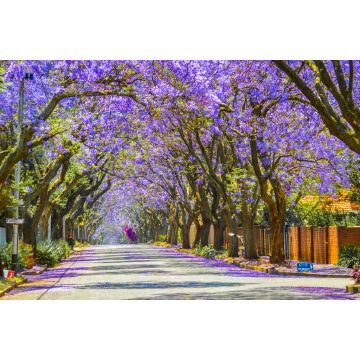 Lais Puzzle - Violettblaue Jacaranda mimosifolia blüht in Johannesburg und Pretoria im Frühling im Oktober in Südafrika - 2.000 Teile