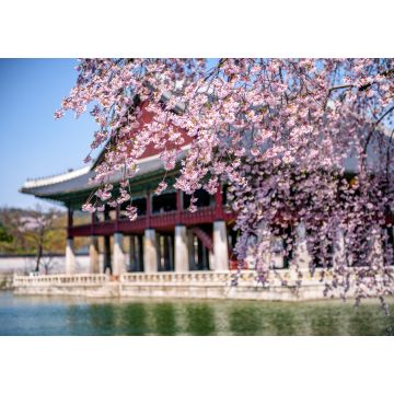Lais Puzzle - Gyeongbokgung Palast im Frühling in Seoul, Südkorea - 1.000 Teile