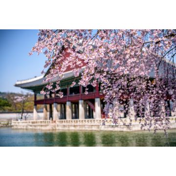Lais Puzzle - Gyeongbokgung Palast im Frühling in Seoul, Südkorea - 2.000 Teile