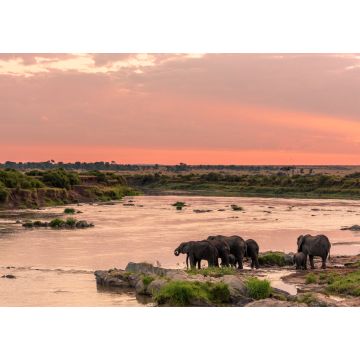 Lais Puzzle - Afrikanischer Busch-Elefant oder Afrikanischer Elefant (Loxodonta africana) beim Überqueren des Mara-Flusses. Serengeti-Nationalpark. Tansania - 1.000 Teile