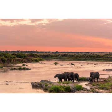 Lais Puzzle - Afrikanischer Busch-Elefant oder Afrikanischer Elefant (Loxodonta africana) beim Überqueren des Mara-Flusses. Serengeti-Nationalpark. Tansania - 2.000 Teile