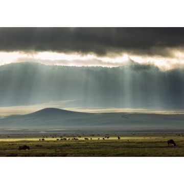 Lais Puzzle - Landschaft mit einer Gruppe von Gnus (Antilopen) inmitten des Ngorongoro-Parks mit schönen Lichtstrahlen im Hintergrund. Tansania - 1.000 Teile