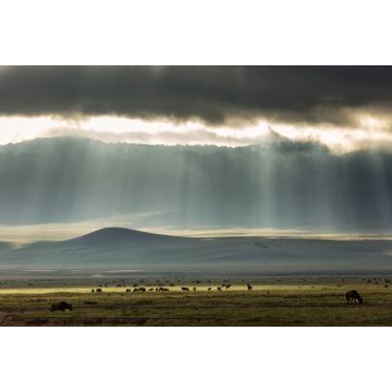 Lais Puzzle - Landschaft mit einer Gruppe von Gnus (Antilopen) inmitten des Ngorongoro-Parks mit schönen Lichtstrahlen im Hintergrund. Tansania - 2.000 Teile