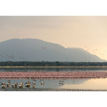 Lais Puzzle - Flamingos versammeln sich in der Morgendämmerung im Manyara-See, Tansania - 1.000 Teile