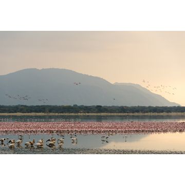 Lais Puzzle - Flamingos versammeln sich in der Morgendämmerung im Manyara-See, Tansania - 2.000 Teile