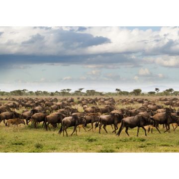 Lais Puzzle - Gnus während der großen Wanderung im Serengeti-Nationalpark im Mai - der nassen und grünen Jahreszeit - in Tansania - 1.000 Teile