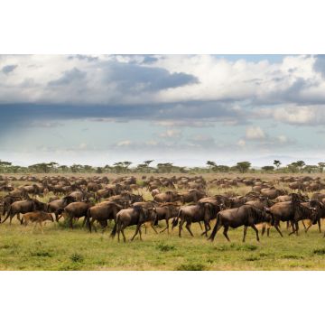 Lais Puzzle - Gnus während der großen Wanderung im Serengeti-Nationalpark im Mai - der nassen und grünen Jahreszeit - in Tansania - 2.000 Teile