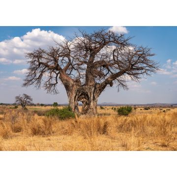 Lais Puzzle - Großer Baobab-Baum mit Loch im Stamm - Tansania - 1.000 Teile