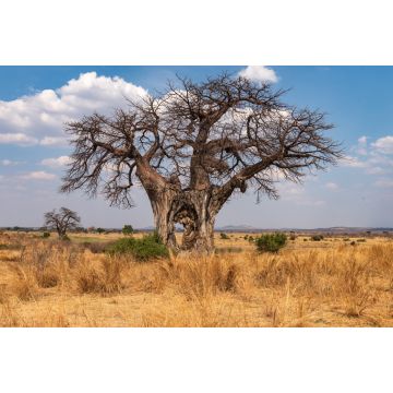 Lais Puzzle - Großer Baobab-Baum mit Loch im Stamm - Tansania - 2.000 Teile