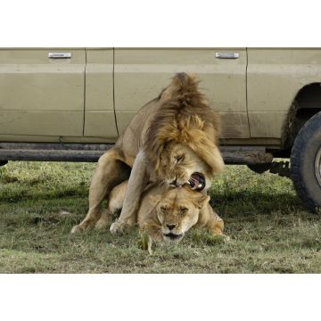 Lais Puzzle - Löwen paaren sich im Schatten eines Safarifahrzeugs an einem heißen Tag in Ndutu, im Ngorongoro-Schutzgebiet in Tansania - 1.000 Teile
