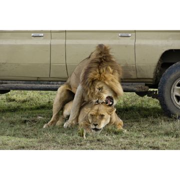 Lais Puzzle - Löwen paaren sich im Schatten eines Safarifahrzeugs an einem heißen Tag in Ndutu, im Ngorongoro-Schutzgebiet in Tansania - 2.000 Teile