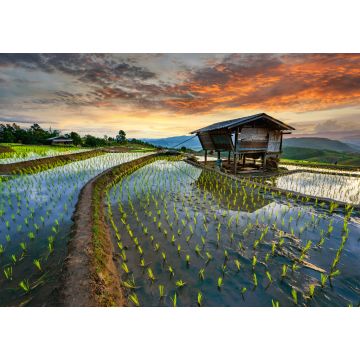 Lais Puzzle - Reisterrasse Reisfeld in Thailand, Pa-pong-peang Reisterrasse Nordthailand - 1.000 Teile