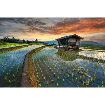 Lais Puzzle - Reisterrasse Reisfeld in Thailand, Pa-pong-peang Reisterrasse Nordthailand - 2.000 Teile
