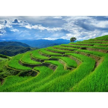Lais Puzzle - Reisterrasse in Ban pa bong piang in Chiang mai - 1.000 Teile