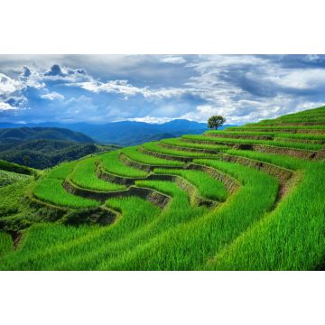 Lais Puzzle - Reisterrasse in Ban pa bong piang in Chiang mai - 2.000 Teile