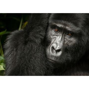 Lais Puzzle - Berggorilla (Gorilla beringei beringei). Bwindi Impenetrable Forest. Uganda - 1.000 Teile