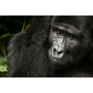 Lais Puzzle - Berggorilla (Gorilla beringei beringei). Bwindi Impenetrable Forest. Uganda - 2.000 Teile