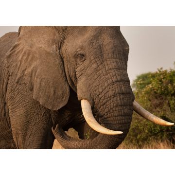 Lais Puzzle - Elefantenbulle im QE-Nationalpark, Uganda - 1.000 Teile