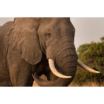 Lais Puzzle - Elefantenbulle im QE-Nationalpark, Uganda - 2.000 Teile