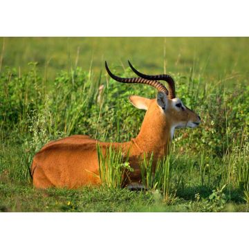 Lais Puzzle - Ugandische Antilope, die sich im Murchison Falls NP, Uganda, umsieht - 1.000 Teile