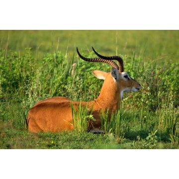Lais Puzzle - Ugandische Antilope, die sich im Murchison Falls NP, Uganda, umsieht - 2.000 Teile