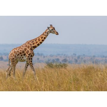 Lais Puzzle - Rothschild-Giraffe (Giraffa camelopardalis rothschildi), Murchison Falls National Park, Uganda - 1.000 Teile