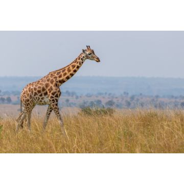 Lais Puzzle - Rothschild-Giraffe (Giraffa camelopardalis rothschildi), Murchison Falls National Park, Uganda - 2.000 Teile