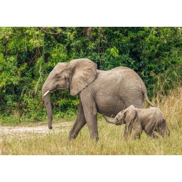 Lais Puzzle - Ein Elefantenweibchen mit ihrem Baby ( Loxodonta Africana) beim Spaziergang, Murchison Falls National Park, Uganda - 1.000 Teile