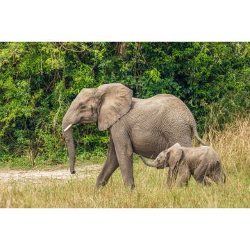 Lais Puzzle - Ein Elefantenweibchen mit ihrem Baby ( Loxodonta Africana) beim Spaziergang, Murchison Falls National Park, Uganda - 2.000 Teile