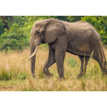 Lais Puzzle - Ein großer männlicher Elefant ( Loxodonta Africana), der zum Nilufer läuft, Murchison Falls National Park, Uganda - 1.000 Teile