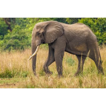 Lais Puzzle - Ein großer männlicher Elefant ( Loxodonta Africana), der zum Nilufer läuft, Murchison Falls National Park, Uganda - 2.000 Teile