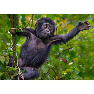 Lais Puzzle - Junger Berggorilla, Bwindi, Uganda - 1.000 Teile