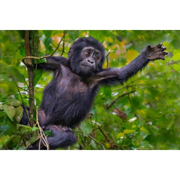 Lais Puzzle - Junger Berggorilla, Bwindi, Uganda - 2.000 Teile