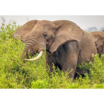 Lais Puzzle - Ein Elefant ( Loxodonta Africana) beim Fressen, Queen Elizabeth National Park, Uganda - 1.000 Teile