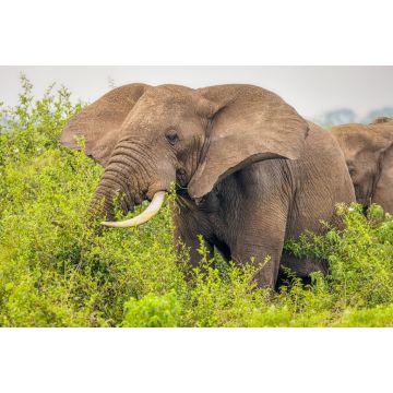 Lais Puzzle - Ein Elefant ( Loxodonta Africana) beim Fressen, Queen Elizabeth National Park, Uganda - 2.000 Teile