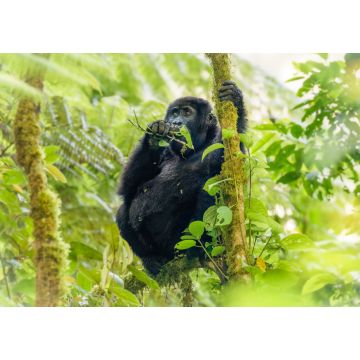 Lais Puzzle - Porträt eines Berggorillababys (Gorilla beringei beringei), Bwindi Impenetrable Forest National Park, Uganda - 1.000 Teile