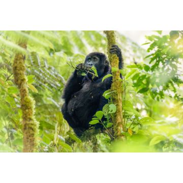 Lais Puzzle - Porträt eines Berggorillababys (Gorilla beringei beringei), Bwindi Impenetrable Forest National Park, Uganda - 2.000 Teile