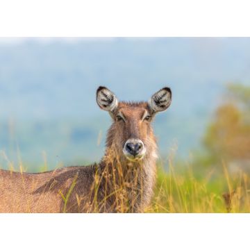 Lais Puzzle - Weiblicher Defassa-Wasserbock (Kobus ellipsiprymnus defassa), Lake Mburo National Park, Uganda - 1.000 Teile